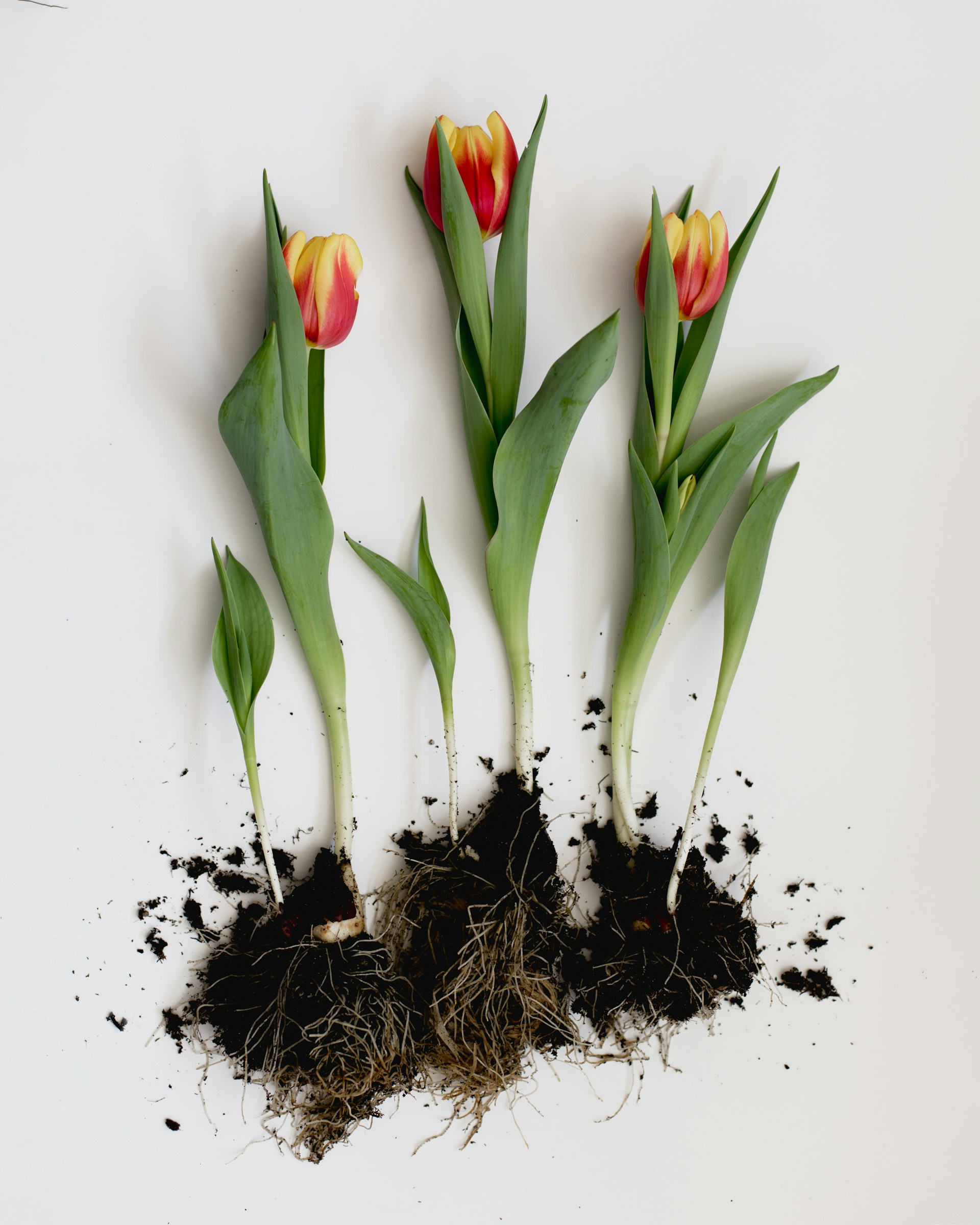 How to fertilize your garden in spring